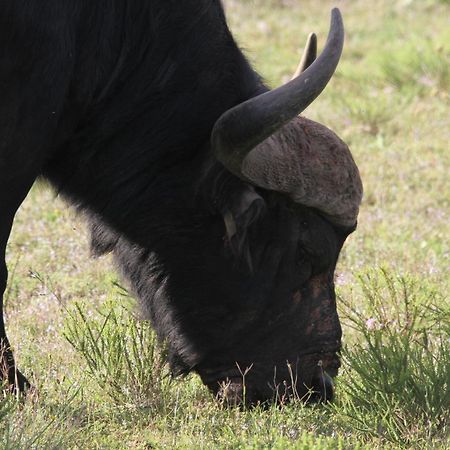 Indalu Game Reserve Boggomsbaai Exterior foto