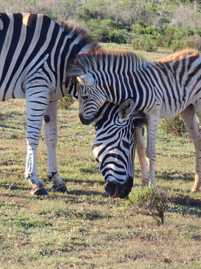 Indalu Game Reserve Boggomsbaai Exterior foto