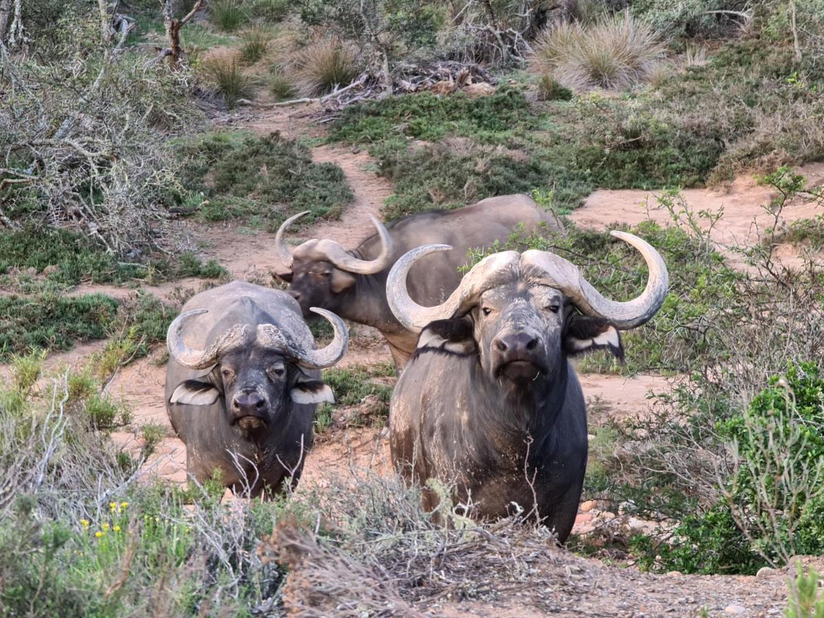Indalu Game Reserve Boggomsbaai Exterior foto