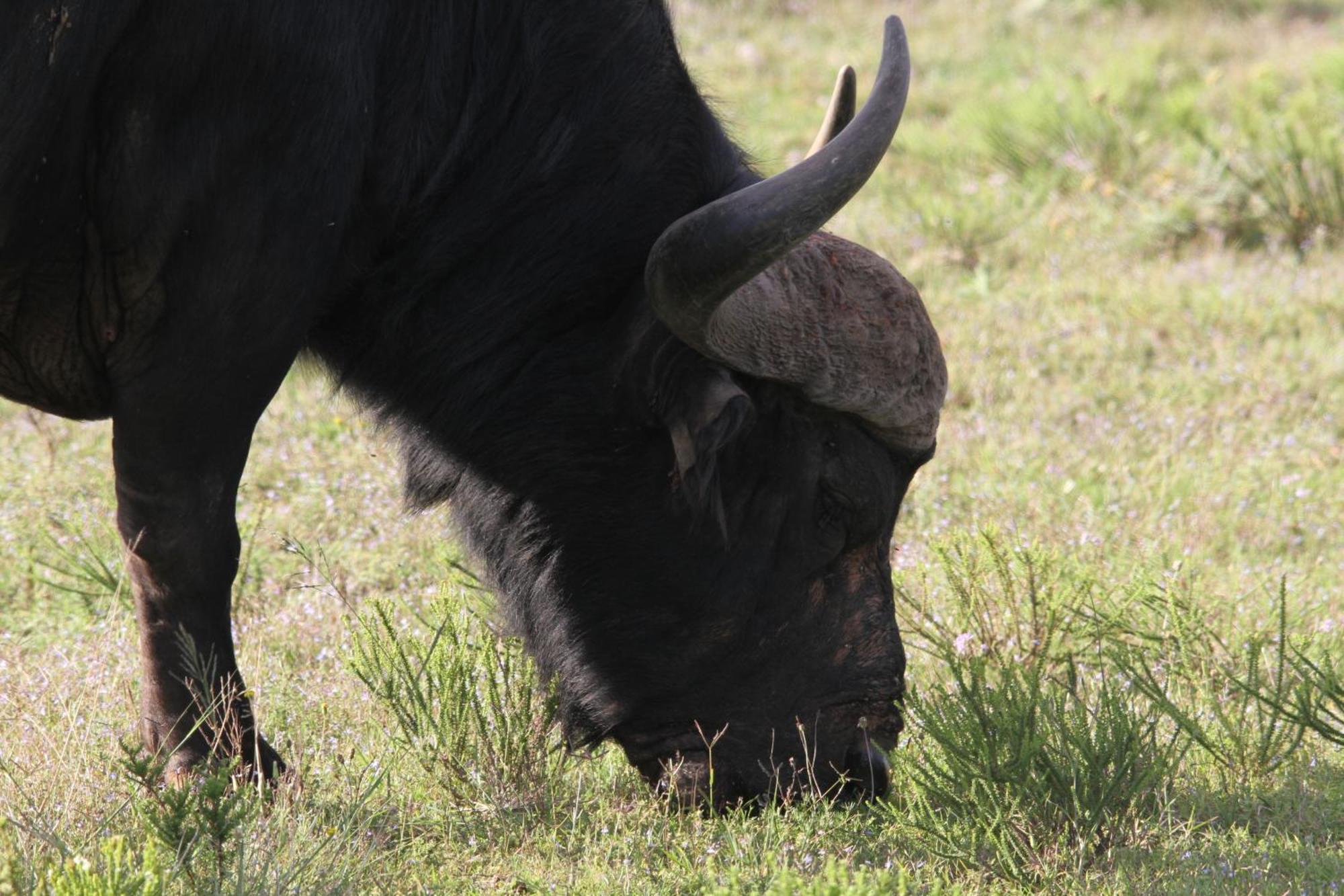 Indalu Game Reserve Boggomsbaai Exterior foto