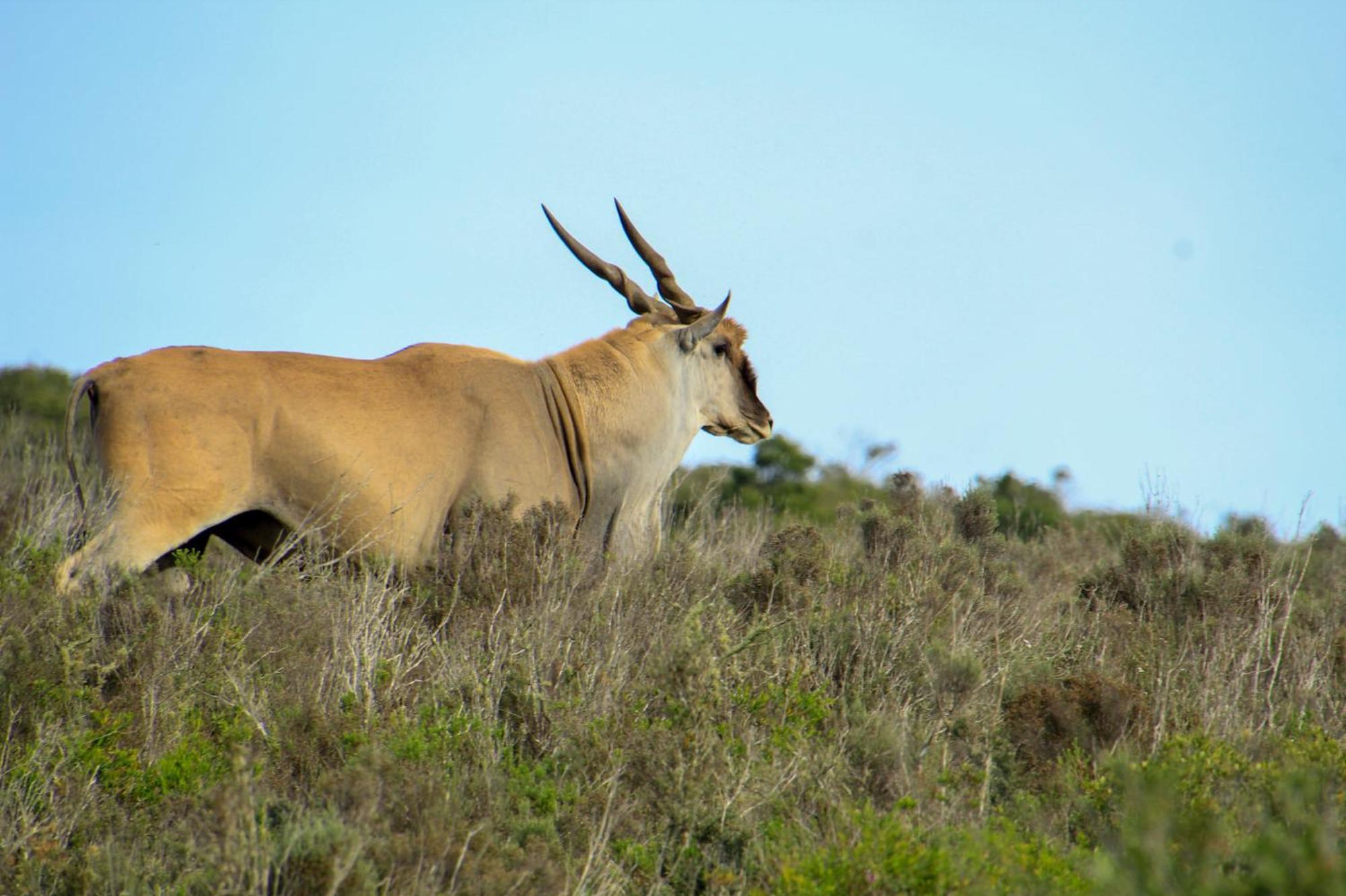 Indalu Game Reserve Boggomsbaai Exterior foto