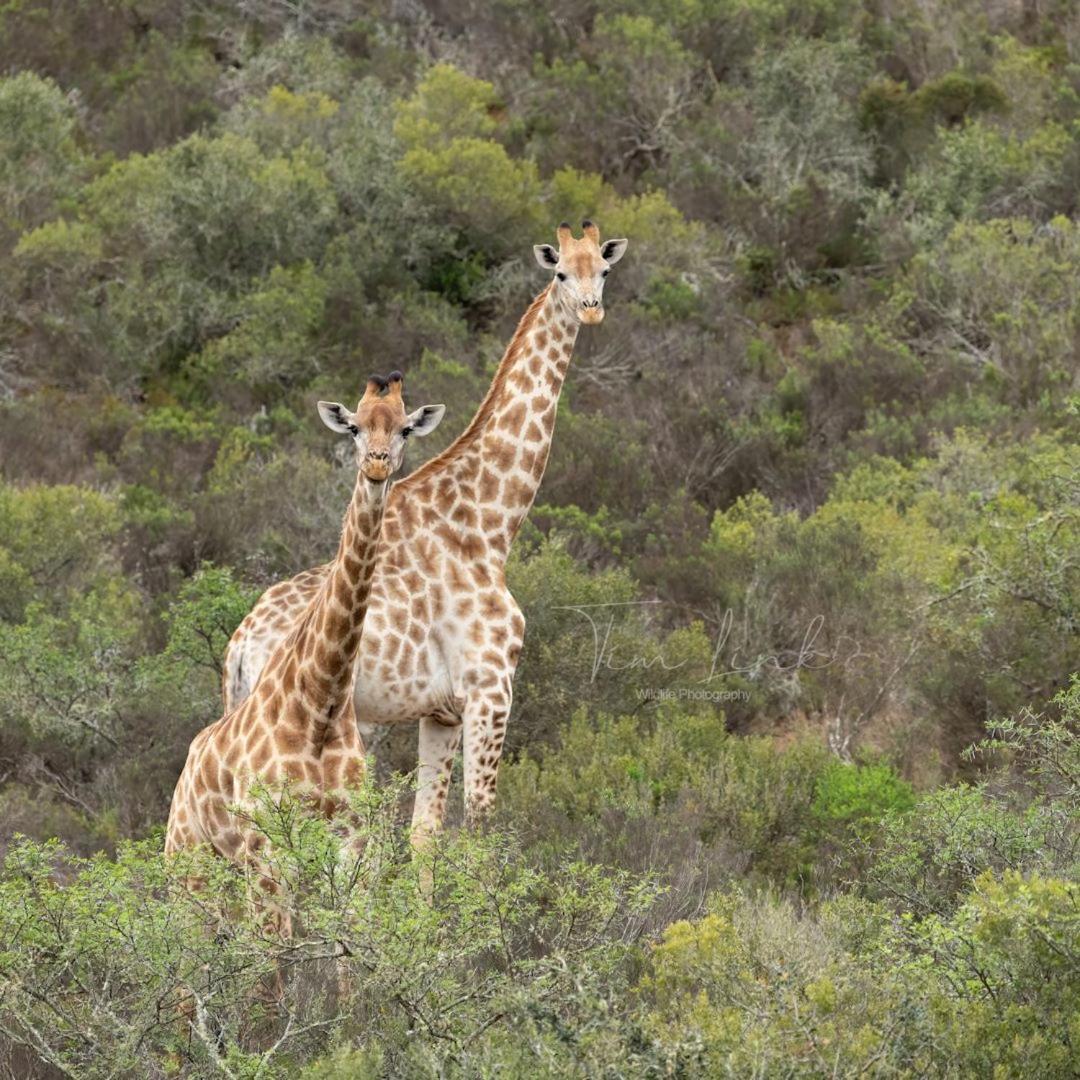 Indalu Game Reserve Boggomsbaai Exterior foto