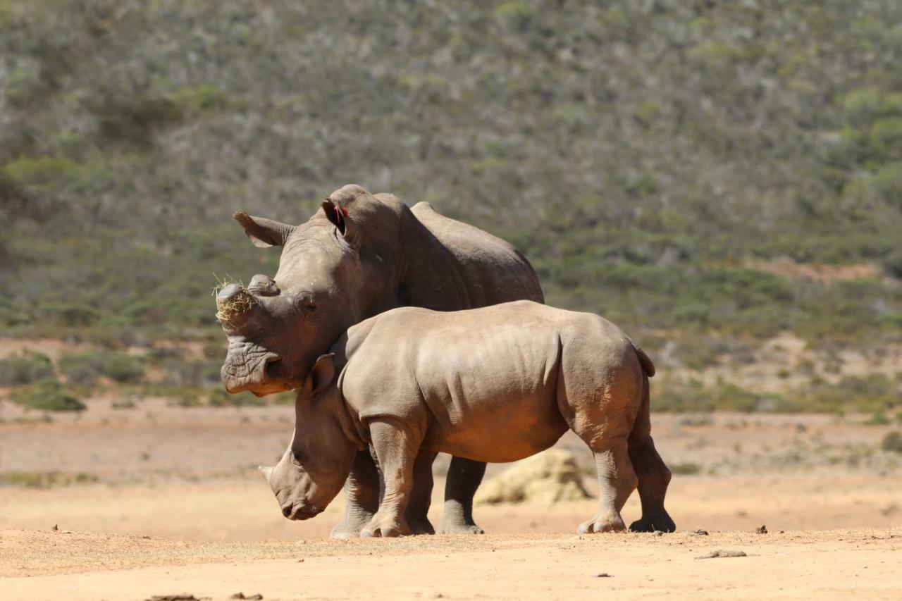 Indalu Game Reserve Boggomsbaai Exterior foto